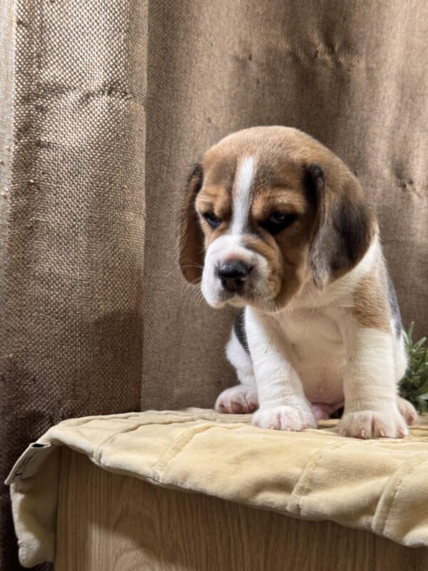 Jazz Beagle Jazz Beagle