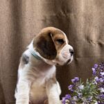 Jazz-male-Beagle-puppy-for-sale-4