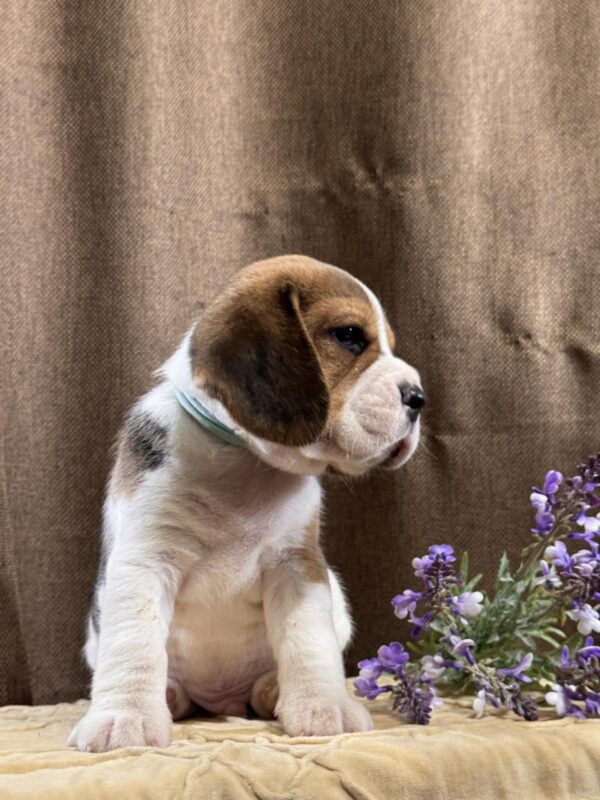 Jazz Beagle Jazz Beagle