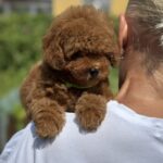 Jenx-male-Poodle-puppy-for-sale-1