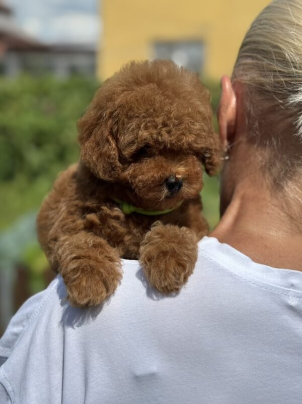 Jenx Toy Poodle Jenx Toy Poodle