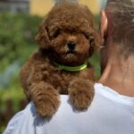 Jenx-male-Poodle-puppy-for-sale-2