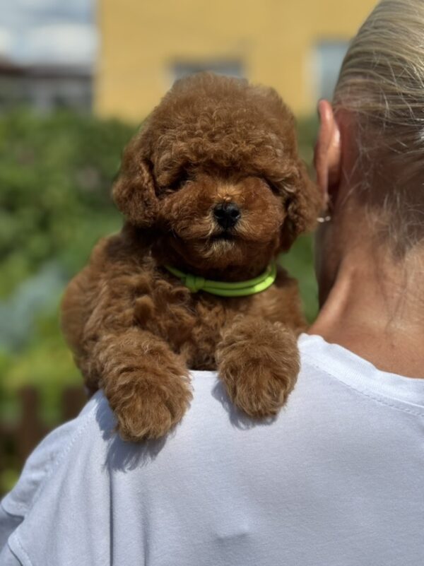 Jenx Toy Poodle Jenx Toy Poodle