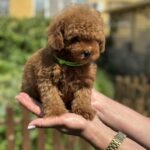 Jenx-male-Poodle-puppy-for-sale-3