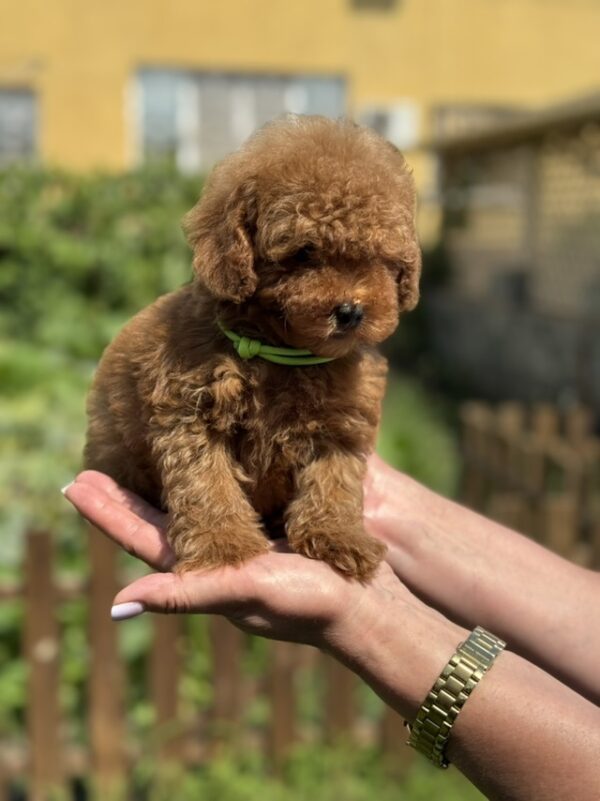 Jenx Toy Poodle Jenx Toy Poodle