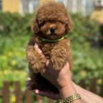 Jenx-male-Poodle-puppy-for-sale-4