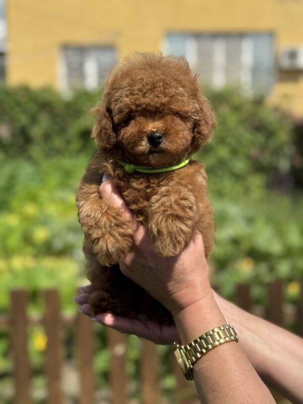 Jenx Toy Poodle Jenx Toy Poodle