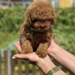 Jenx-male-Poodle-puppy-for-sale-5