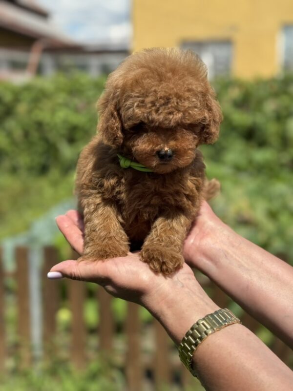Jenx Toy Poodle Jenx Toy Poodle