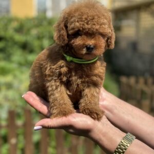 Jenx Toy Poodle Jenx Toy Poodle