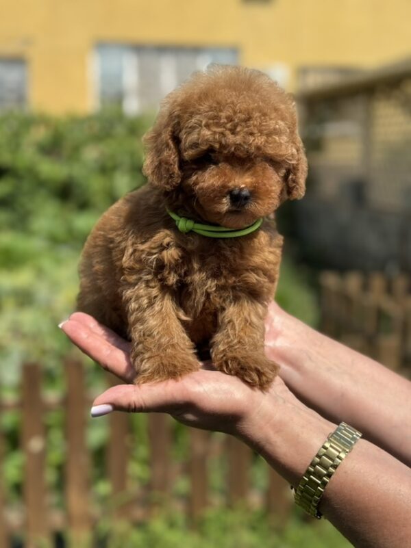 Jenx Toy Poodle Jenx Toy Poodle