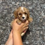 Jettix-male-Cavapoo-puppy-for-sale-1
