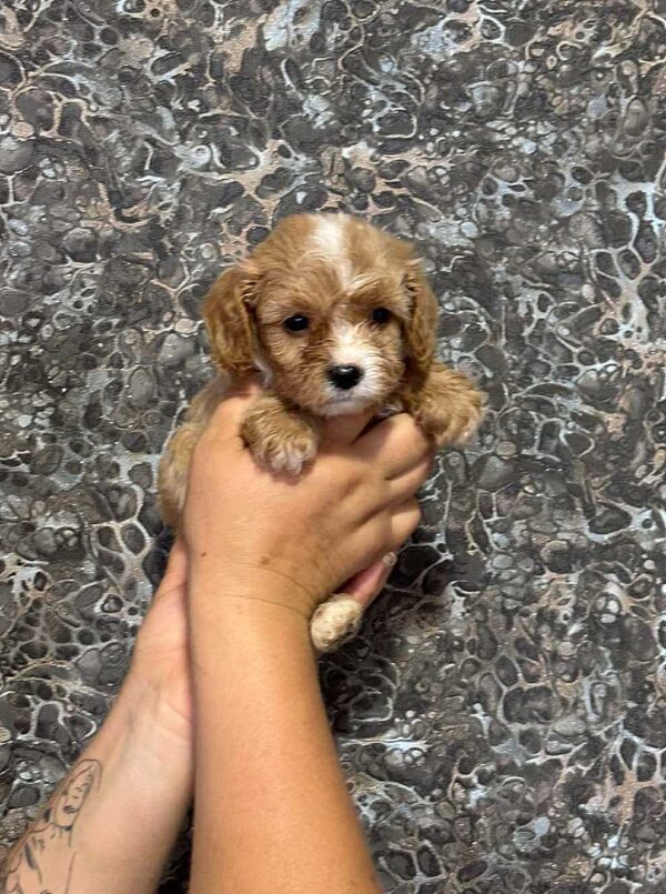 Jettix Cavapoo Jettix Cavapoo