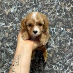 Jettix-male-Cavapoo-puppy-for-sale-2