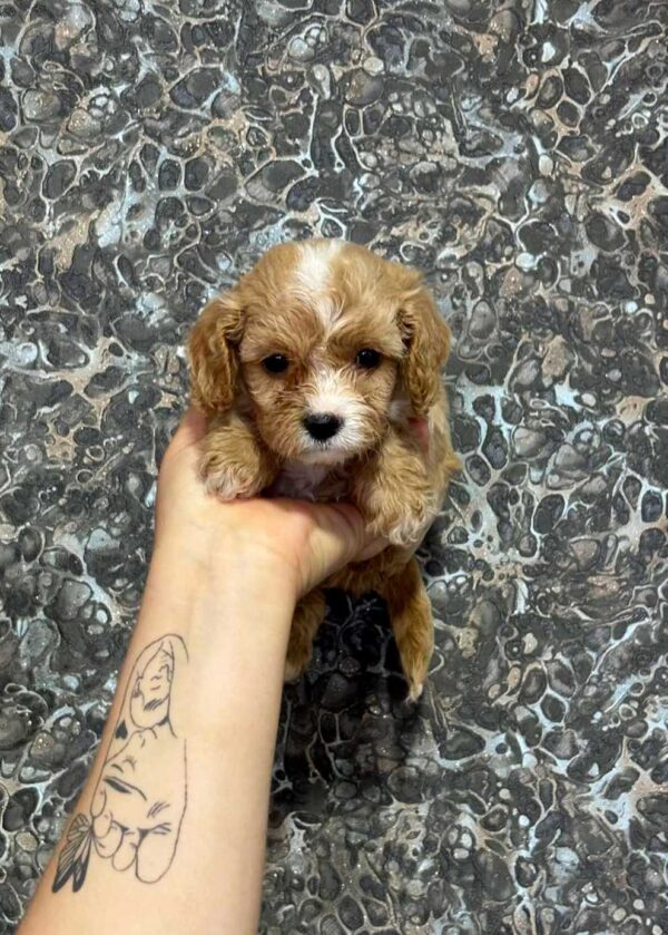 Jettix Cavapoo Jettix Cavapoo