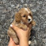 Jettix-male-Cavapoo-puppy-for-sale-3
