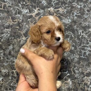 Jettix Cavapoo Jettix Cavapoo