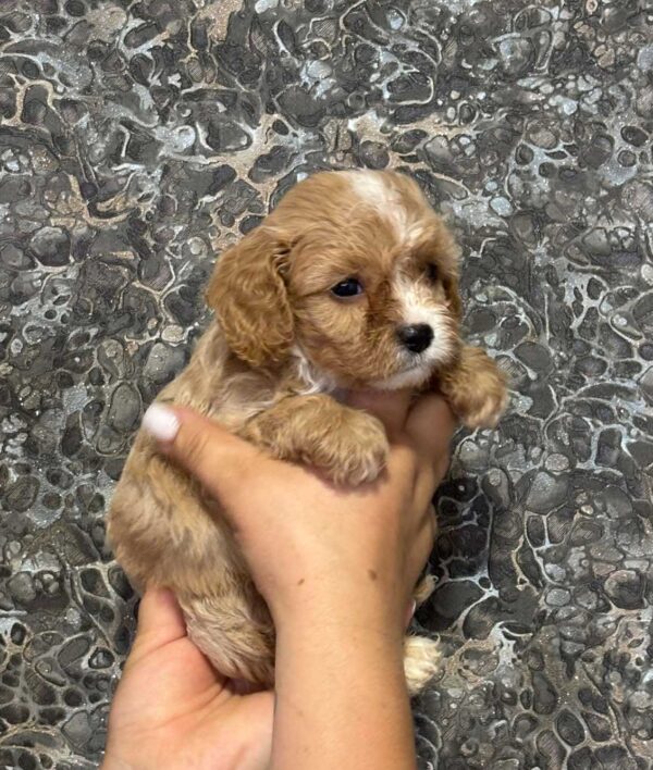 Jettix Cavapoo Jettix Cavapoo