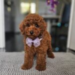 Jimmy-male-miniature-poodle-puppy-for-sale- (1)