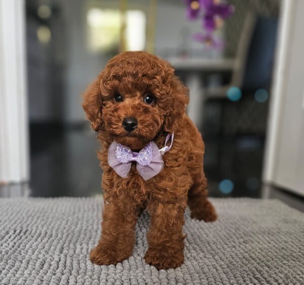 Jimmy Miniature Poodle Jimmy Miniature Poodle