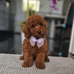 Jimmy-male-miniature-poodle-puppy-for-sale- (2)