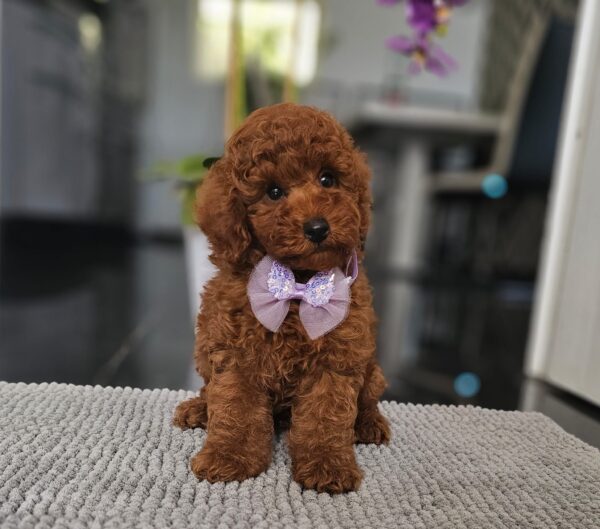 Jimmy Miniature Poodle Jimmy Miniature Poodle
