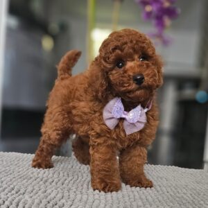 Jimmy Miniature Poodle Jimmy Miniature Poodle