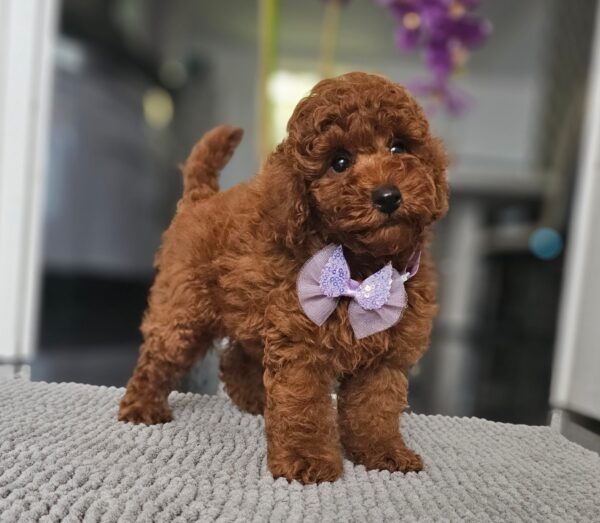 Jimmy Miniature Poodle Jimmy Miniature Poodle