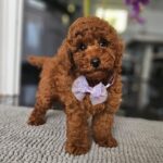 Jimmy-male-miniature-poodle-puppy-for-sale- (4)