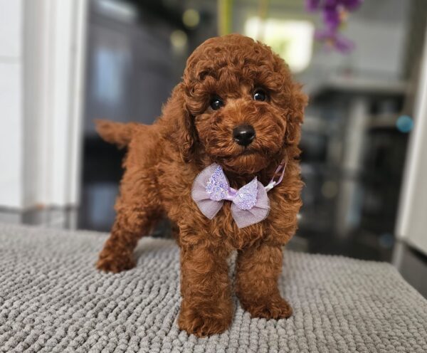 Jimmy Miniature Poodle Jimmy Miniature Poodle