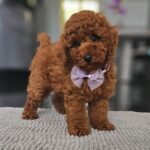 Jimmy-male-miniature-poodle-puppy-for-sale- (5)