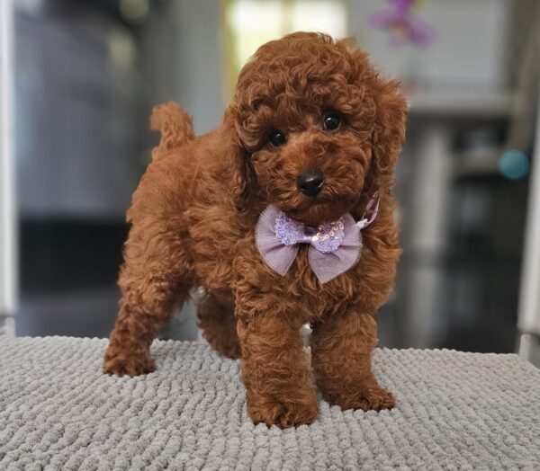 Jimmy Miniature Poodle Jimmy Miniature Poodle