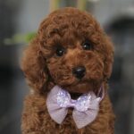 Jimmy-male-miniature-poodle-puppy-for-sale- (6)