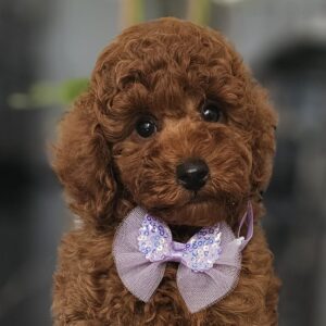 Jimmy Miniature Poodle Jimmy Miniature Poodle