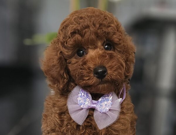 Jimmy Miniature Poodle Jimmy Miniature Poodle