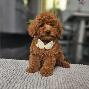 Joey Miniature Poodle Joey Miniature Poodle