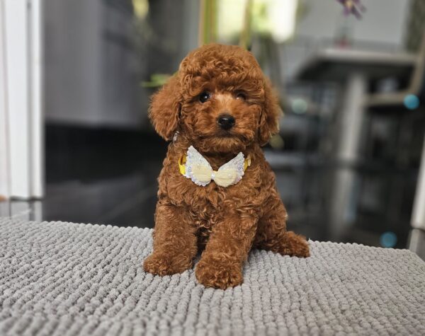 Joey Miniature Poodle Joey Miniature Poodle