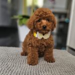 Joey-male-miniature-poodle-puppy-for-sale- (2)
