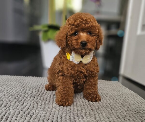 Joey Miniature Poodle Joey Miniature Poodle