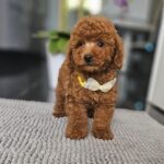 Joey-male-miniature-poodle-puppy-for-sale- (3)