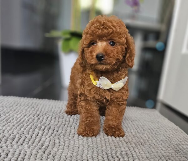Joey Miniature Poodle Joey Miniature Poodle