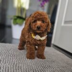Joey-male-miniature-poodle-puppy-for-sale- (4)