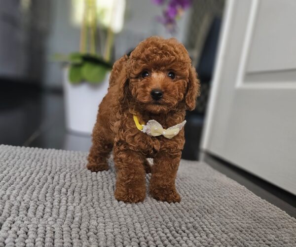 Joey Miniature Poodle Joey Miniature Poodle