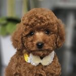 Joey-male-miniature-poodle-puppy-for-sale- (5)