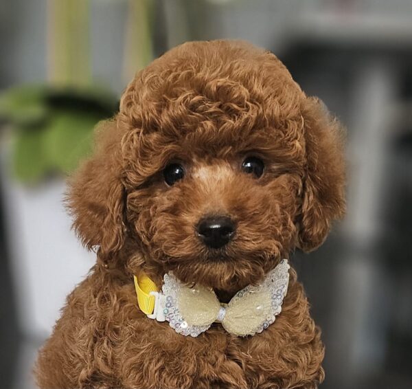 Joey Miniature Poodle Joey Miniature Poodle
