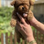 Jolie-female-Poodle-puppy-for-sale-1