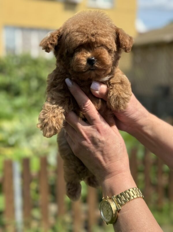 Jolie Toy Poodle Jolie Toy Poodle