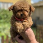 Jolie-female-Poodle-puppy-for-sale-2