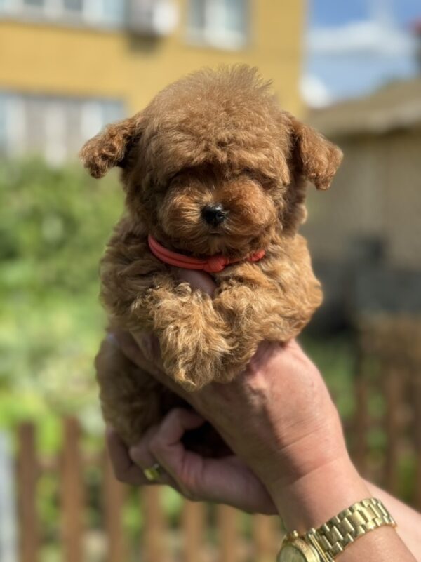 Jolie Toy Poodle Jolie Toy Poodle