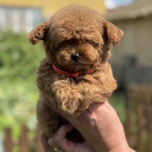 Jolie Toy Poodle Jolie Toy Poodle